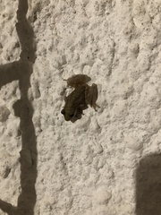Scinax nasicus
