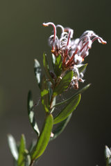 Grevillea sphacelata