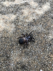 Cyclocosmia truncata