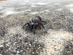 Cyclocosmia truncata