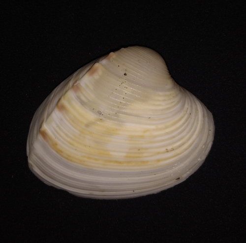 Hysteroconcha rosea