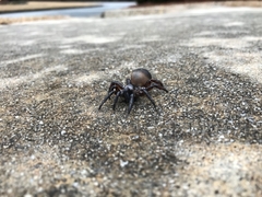 Cyclocosmia truncata