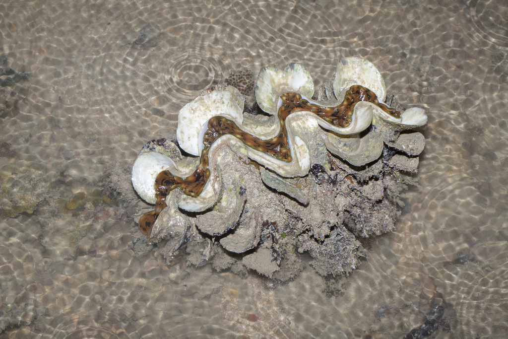 Photo of Fluted giant clam (Tridacna squamosa)