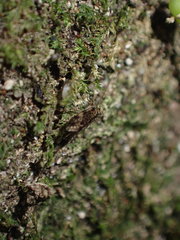 Lepidopsocidae