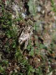 Lepidopsocidae