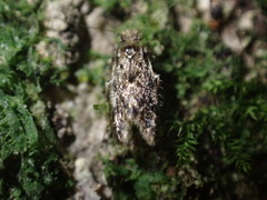 Lepidopsocidae