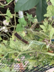Anasa varicornis