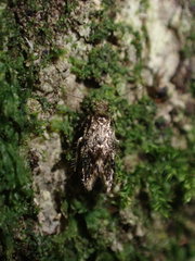 Lepidopsocidae