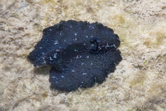Thysanozoon nigrum