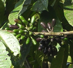 Ixoroideae
