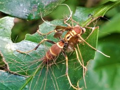 Ophiocordyceps humbertii