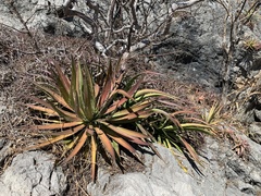 Agave colimana