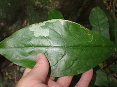 Corythoxestis zorionella