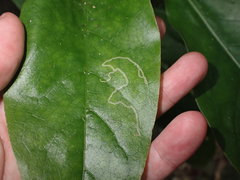 Corythoxestis zorionella