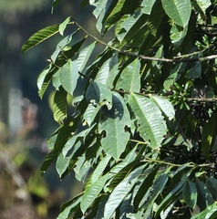 Ixoroideae