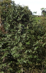Ixoroideae