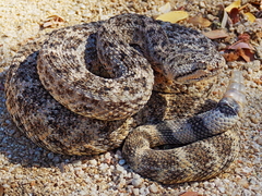 Crotalus mitchellii