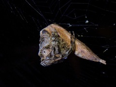 Poltys illepidus