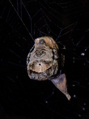 Poltys illepidus