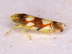 Erythroneura elegans