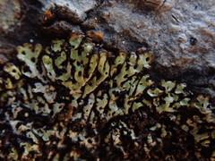 Menegazzia nothofagi