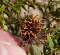 Asphondylia rosetta