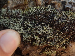 Menegazzia nothofagi