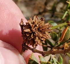 Asphondylia rosetta