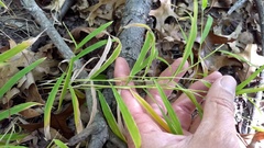 Microstegium vimineum