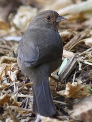 Melozone crissalis