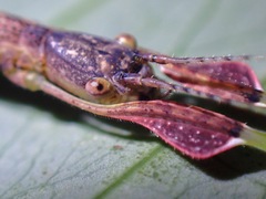 Lobonecroscia subflava
