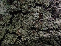 Menegazzia eperforata