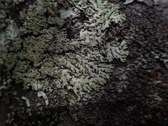 Menegazzia eperforata