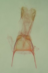 Eupithecia sharronata