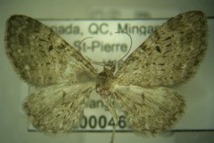 Eupithecia sharronata