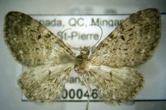 Eupithecia sharronata