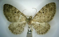 Eupithecia sharronata