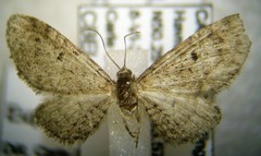 Eupithecia misturata
