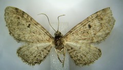 Eupithecia misturata