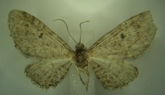 Eupithecia misturata