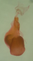 Eupithecia sharronata