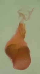 Eupithecia sharronata