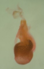 Eupithecia sharronata