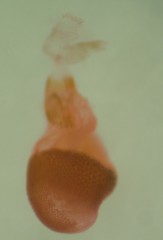 Eupithecia sharronata