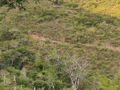 Pyrocephalus rubinus