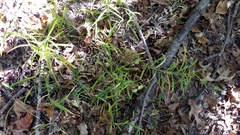 Microstegium vimineum