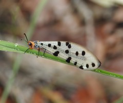 Myrmeleon erythrocephalus