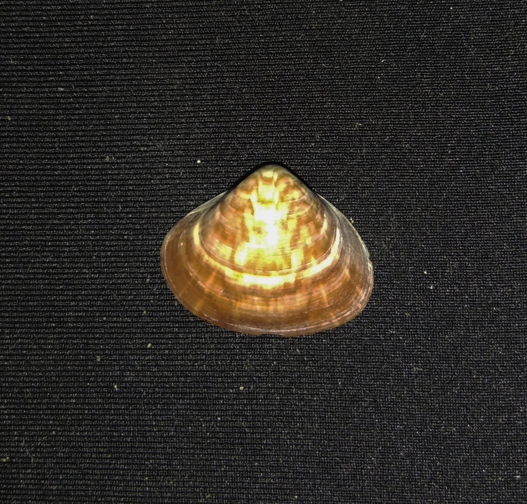 Tivela delessertii