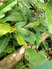 Scatopyrodes tenuicornis