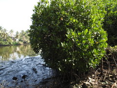 Rhizophora apiculata
